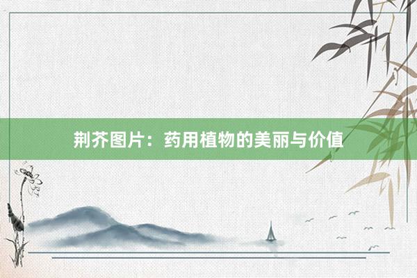 荆芥图片：药用植物的美丽与价值